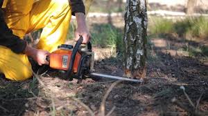 Best Mulching Services  in Sherman, TX